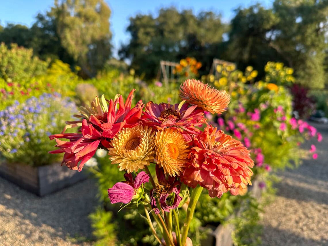 A small bouquet of freshly deadheaded flowers is held in front of a flowering garden.