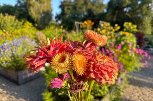 A small bouquet of freshly deadheaded flowers is held in front of a flowering garden.