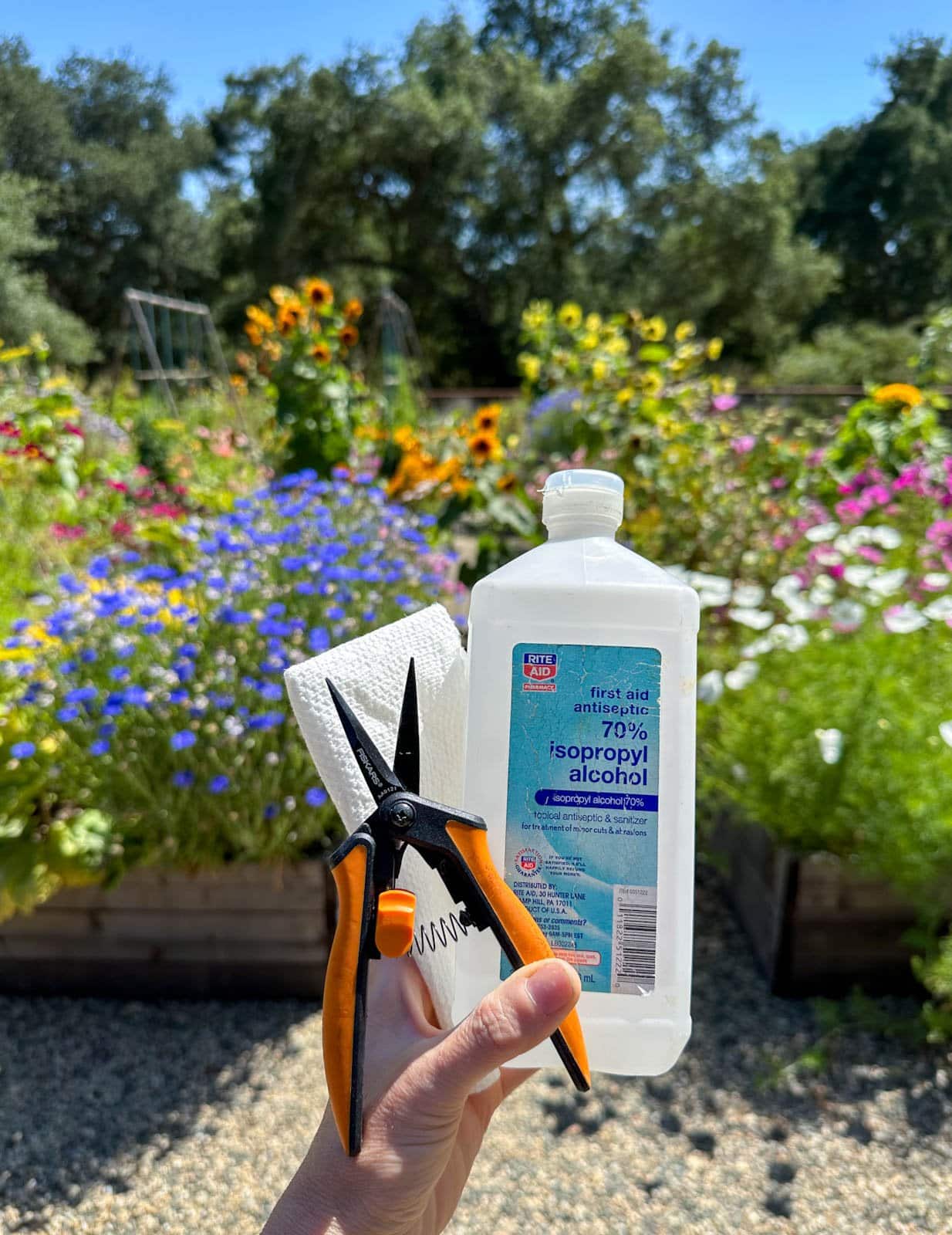 Small scissors are being held with a bottle of isopropyl alcohol. Beyond is a raised bed garden full of a variety of flowering plants that will be deadheaded.