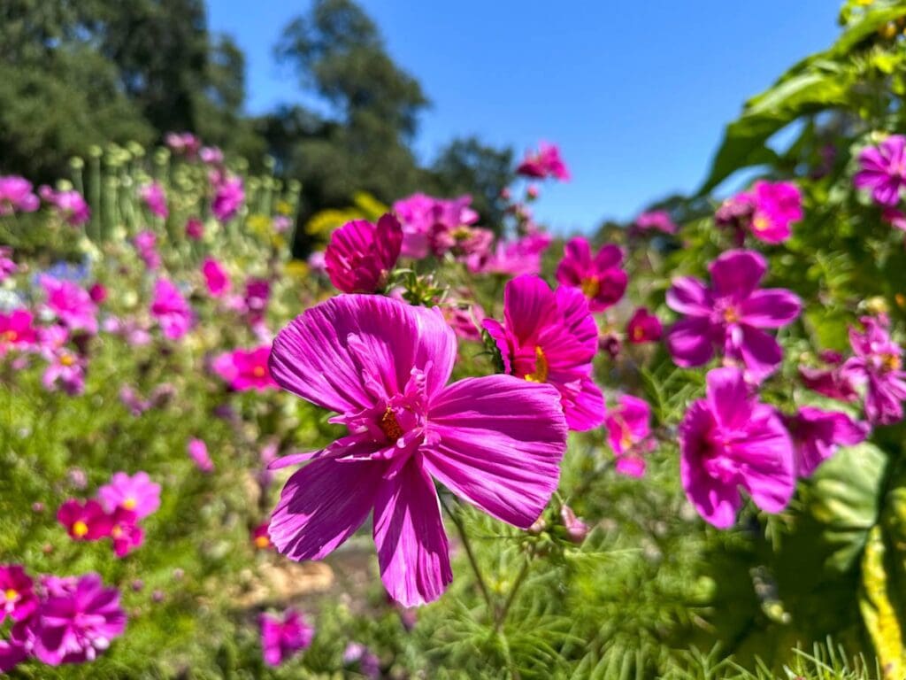 Bright purple cosmos in full bloom under the bright sun.