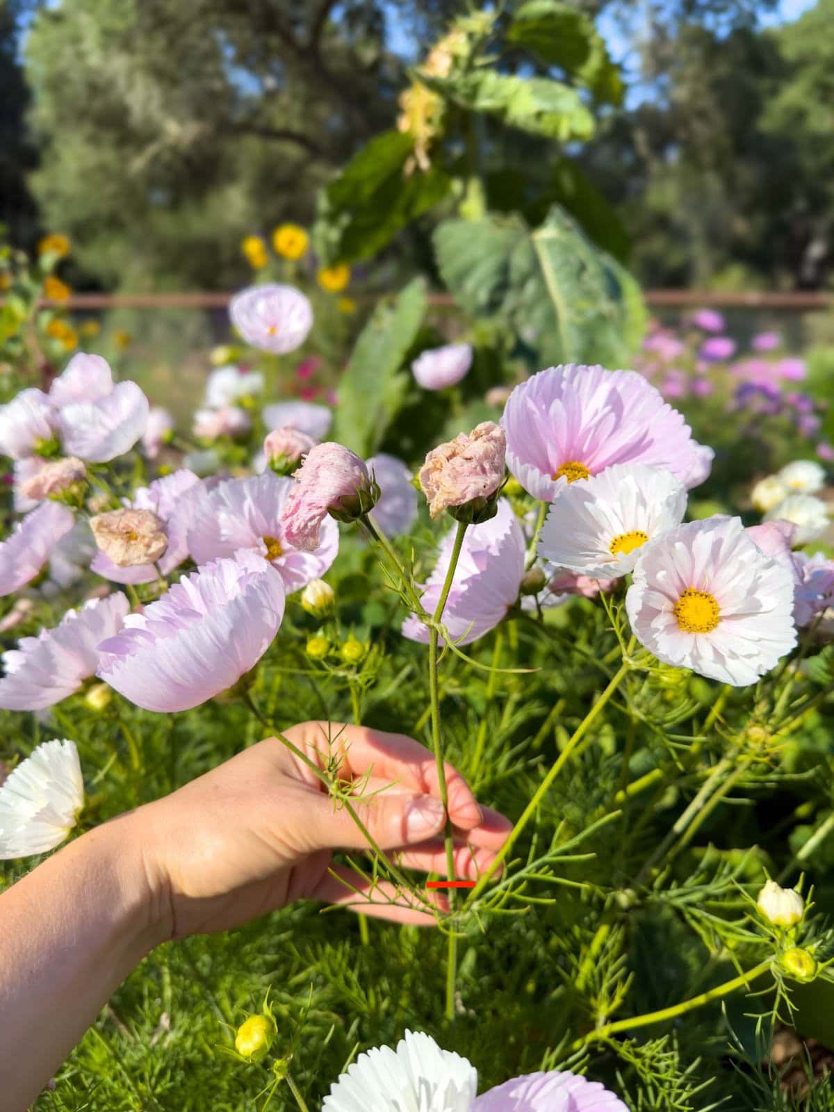 A large cosmos plant is being held by one of its stems, above the stem where it is held are two spent flowers that should be removed.