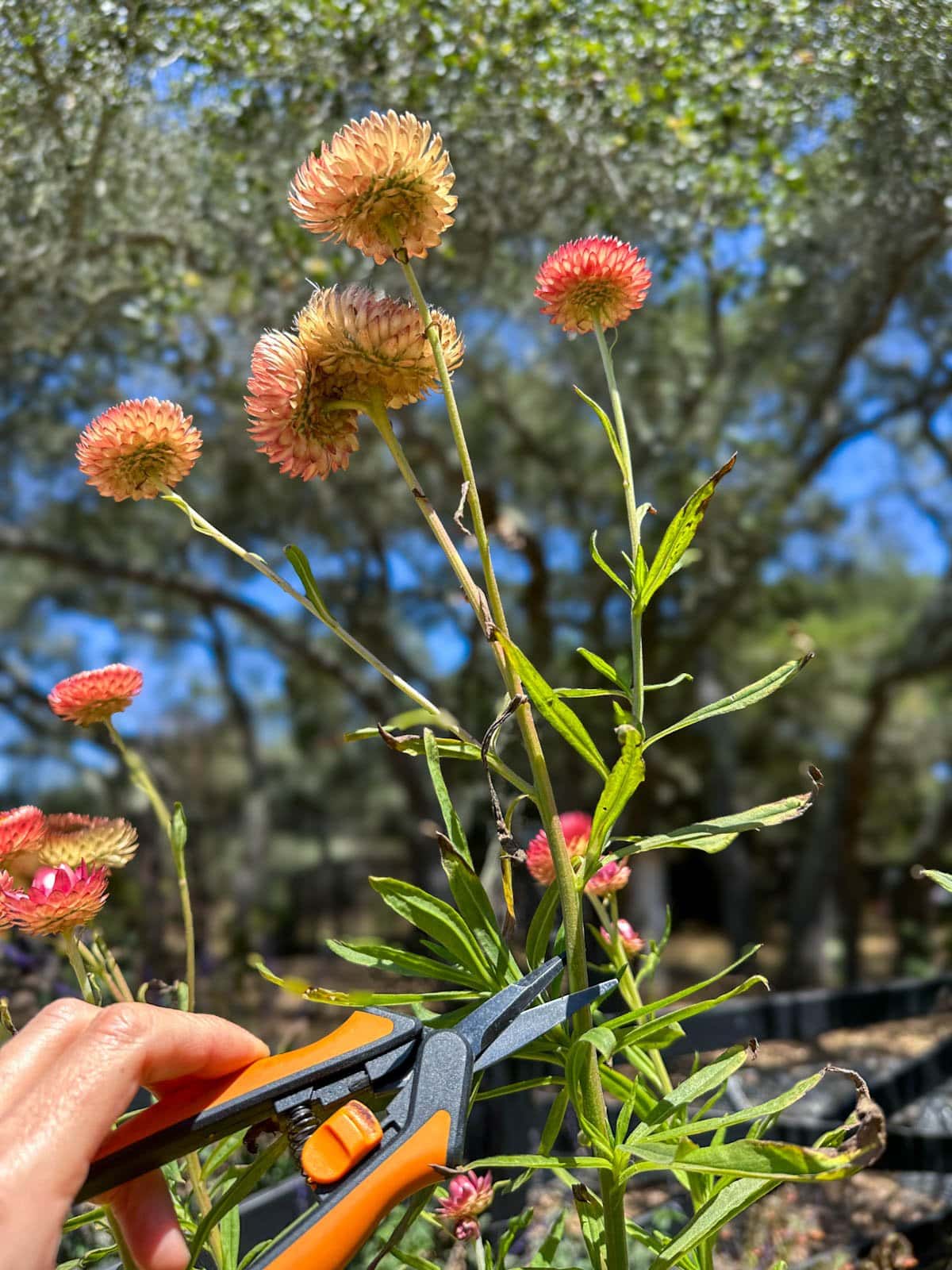 Snips being used to deadhead a large strawflower plant. The scissors are positioned just above a leaf node where new branches will form.