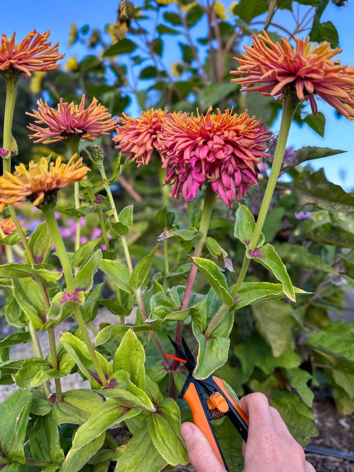 Small scissors are positioned on a zinnia plant branch that is to be cut. A red line is also superimposed on the image to illustrate where to cut.