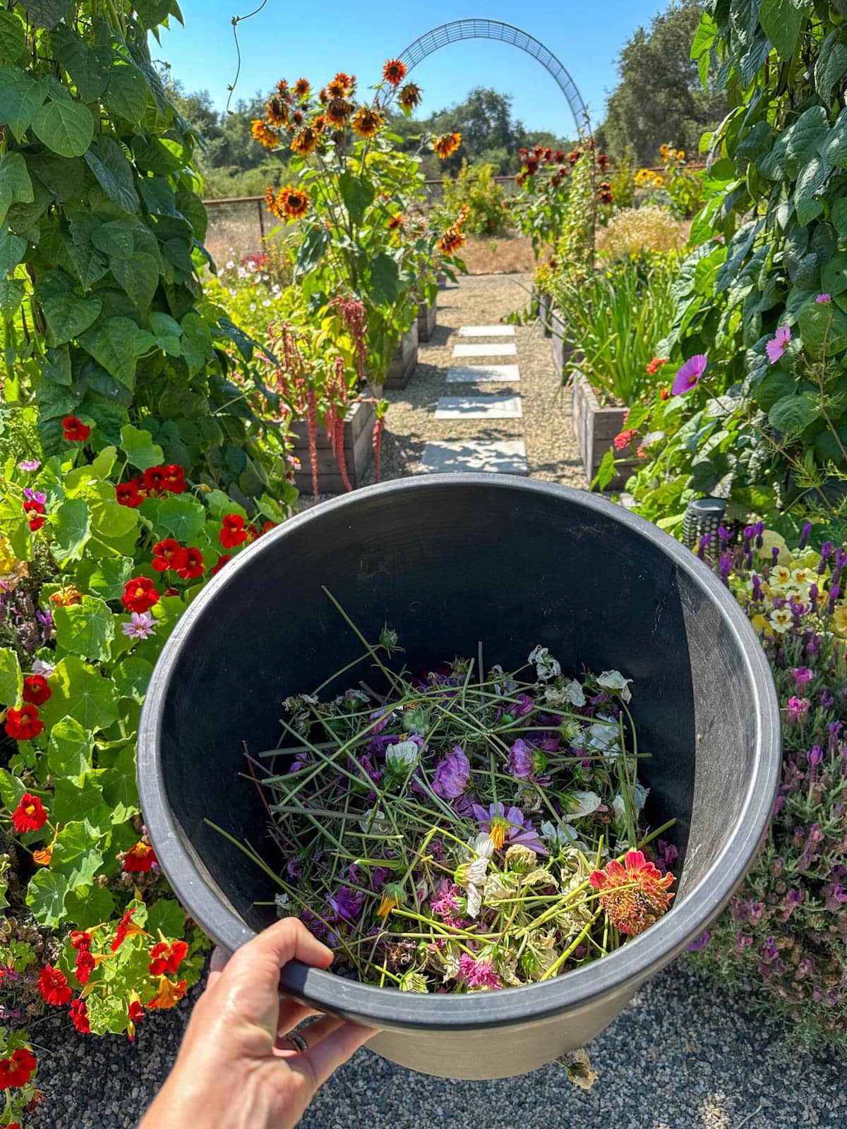 A large black plastic container is partially full of deadheaded flowers from the garden. A number of flowering plants and vegetables are growing in the surrounding raised bed garden space.