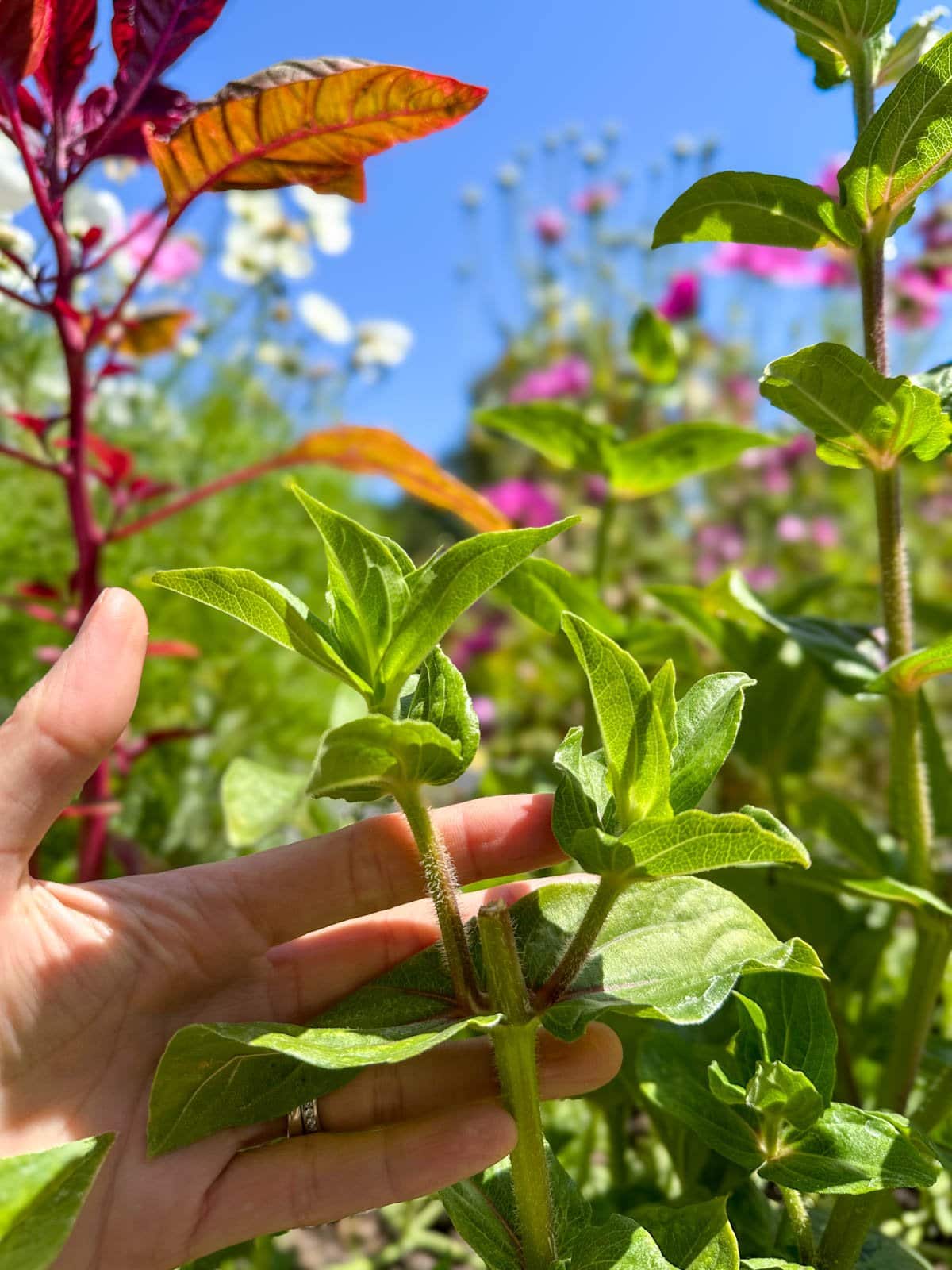 A zinnia branch after it has been deadheaded, the old flower is gone with just a piece of stem remaining. Two new branches are growing out of the leaf nodes on the same stem just below the cut.