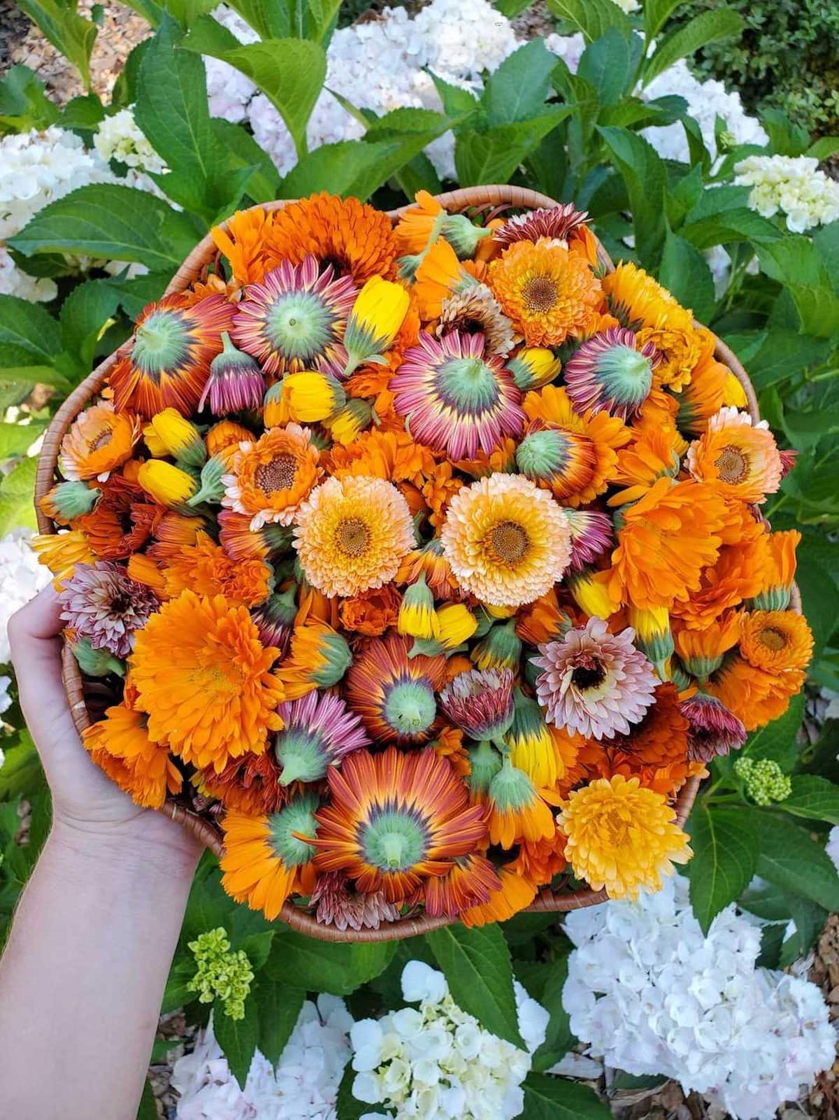 A close up of many calendula flowers inside a wicker basket. They are of various colors from pink to orange to yellow and all the shades between. Some of the underside portion of the flowers are showing which illustrate the green cup portion of the flower which connects to the stem of the plant.