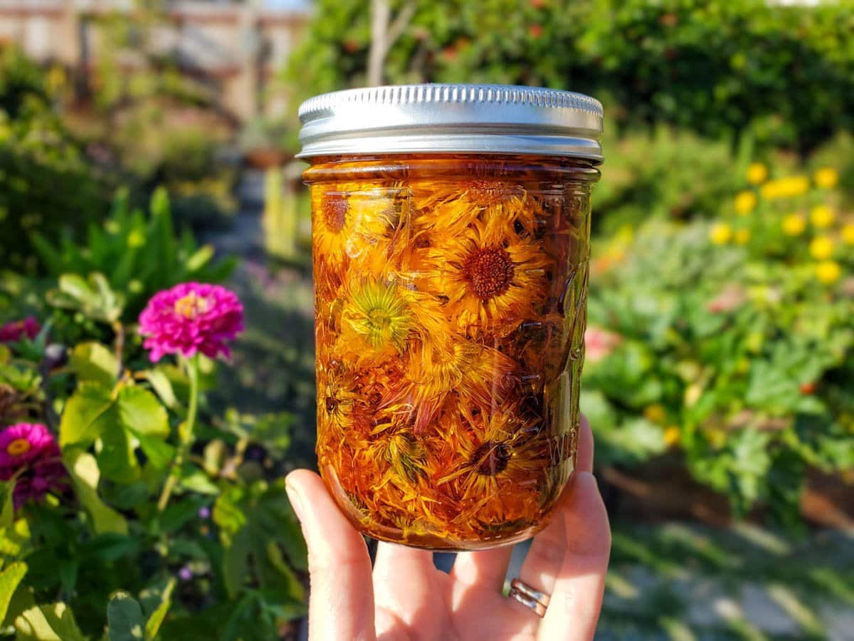 A hand is holding a pint mason jar that is full of calendula flowers that are submerged in jojoba oil. The sun is shining on the jar which shows the flowers looking strangely beautiful submerged in the oil. The background is a front yard garden with various flowering perennials, shrubs, and trees.
