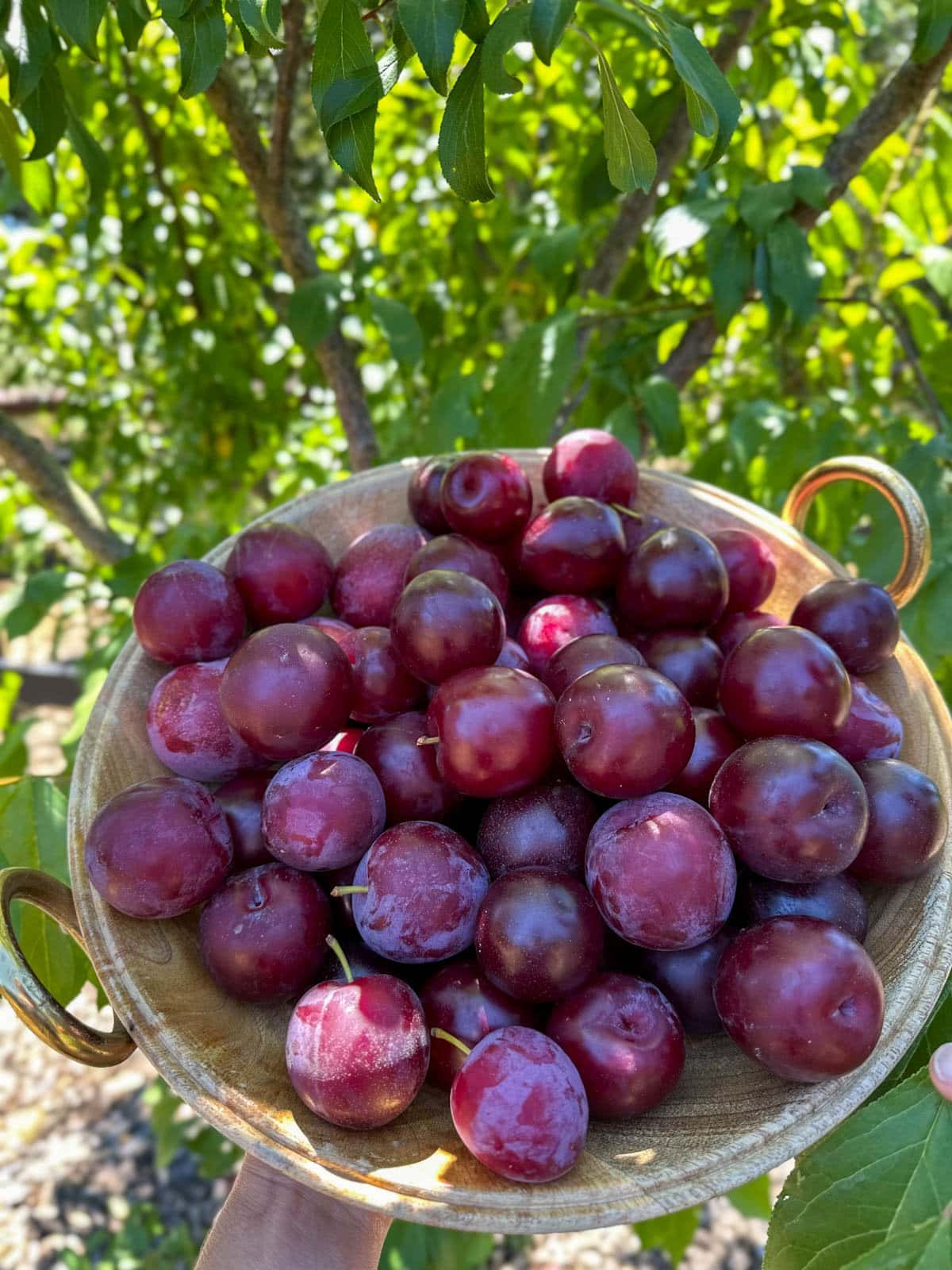 A large wooden bowl of freshly harvested stone fruit is held in front of a fruit tree.