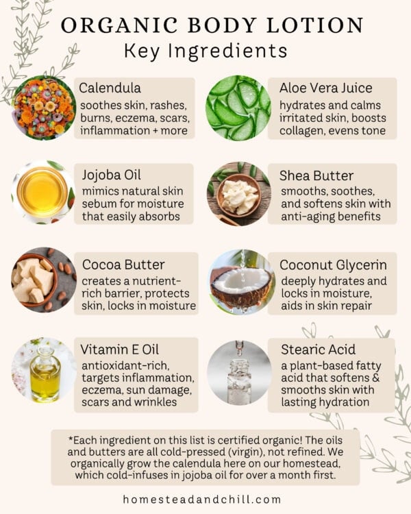 Organic Hand and Body Lotion ~ Calendula & Aloe Vera - Image 2