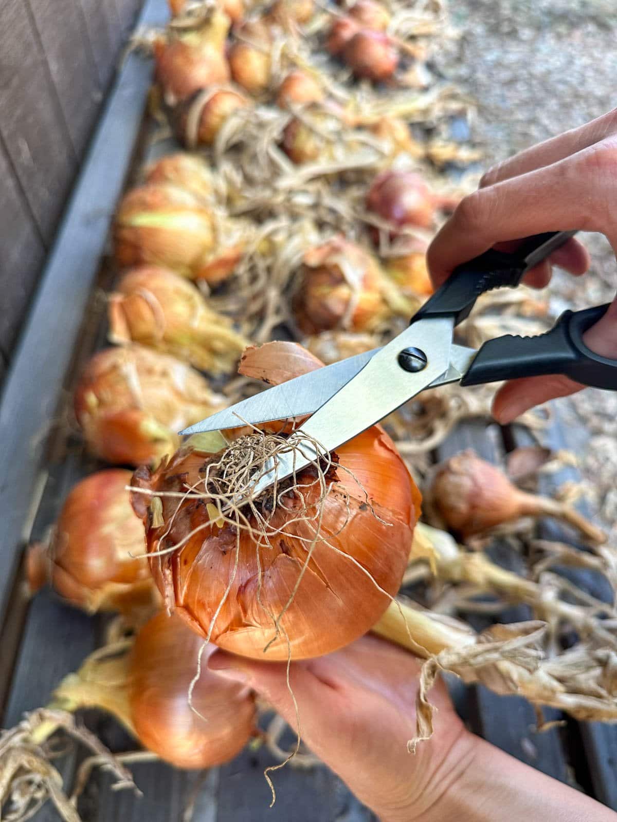 Scissors are being used to trim off the roots of a cured allium that is being held upside down. Below are many more cured sitting atop a table.