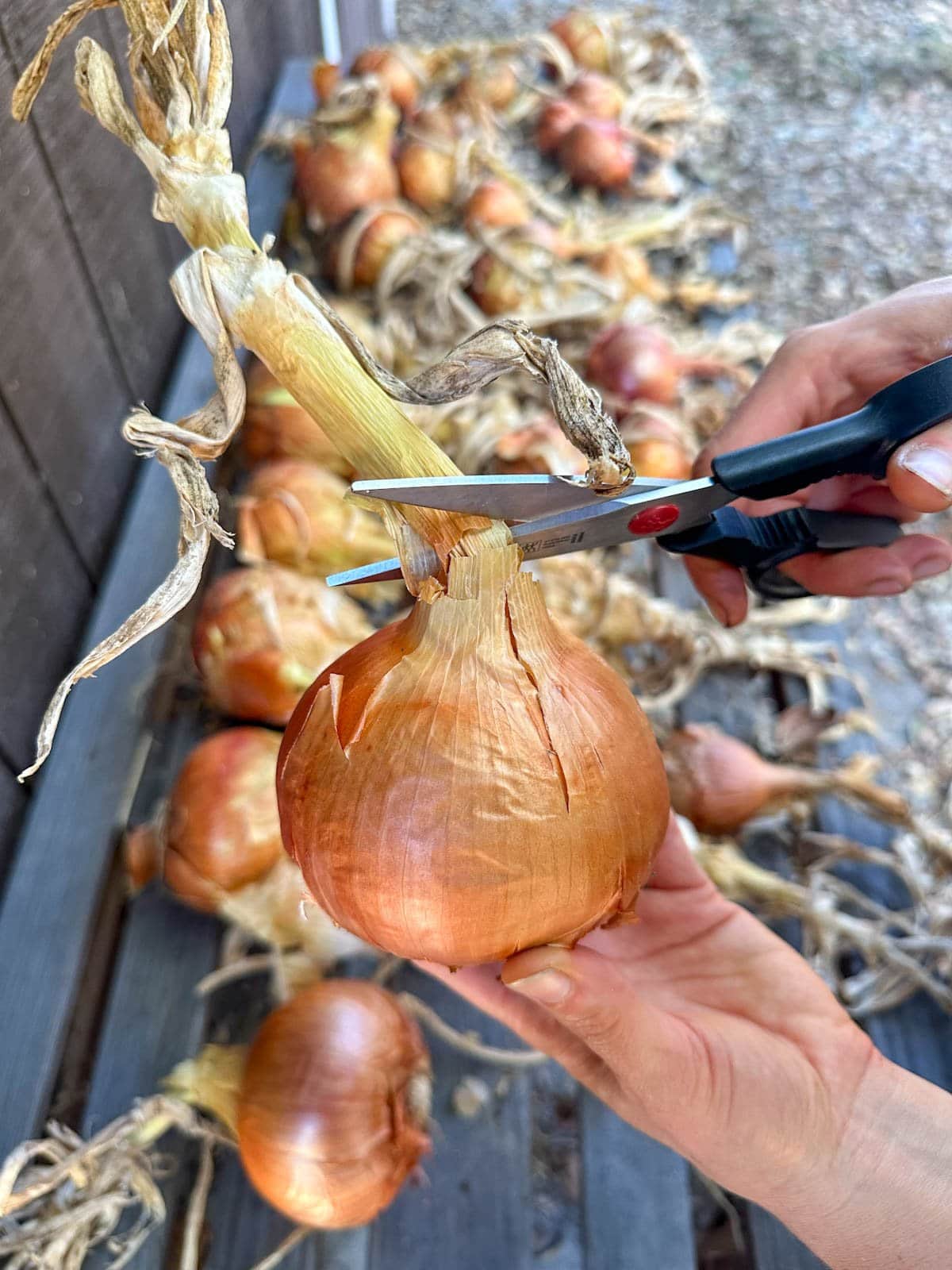 A hand is holding a dried and cured onion while using scissors to cut off the long top above the main bulb.