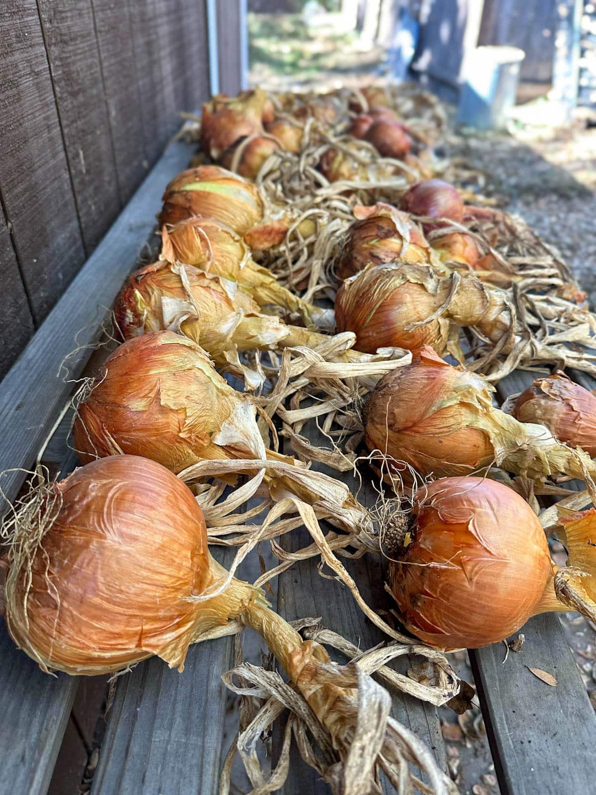 A slotted wood table contains many dried and cured yellow and red onions with their tops and roots still intact.