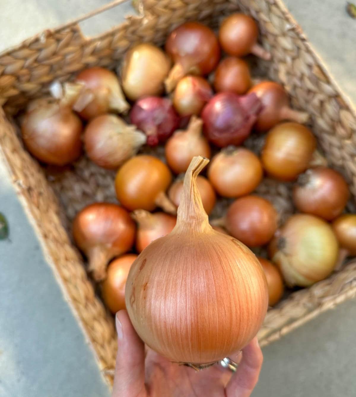 A hand is holding a cured yellow allium. Beyond is a wicker basket full of alliums that have been dried and cured.