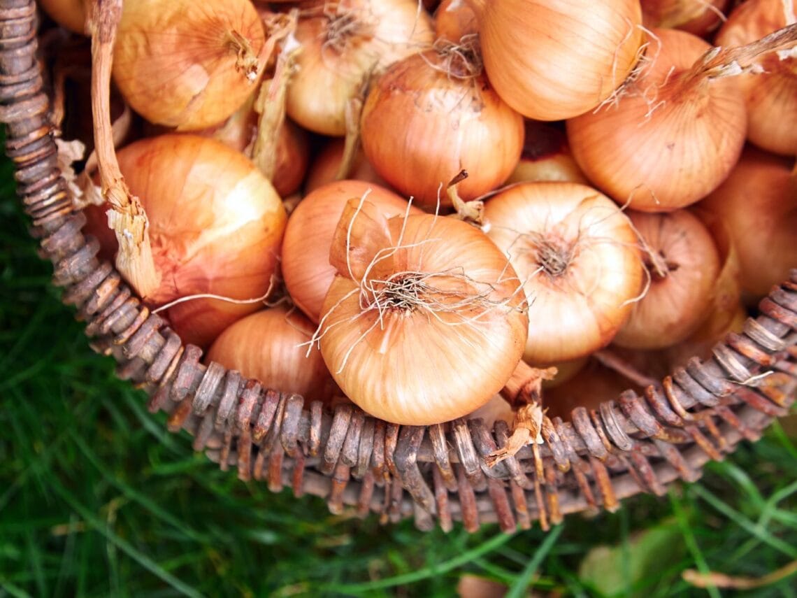 Many yellow onions that have been harvested and cured for storage are inside a wicker basket.