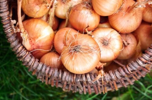 Many yellow onions that have been harvested and cured for storage are inside a wicker basket.