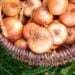 Many yellow onions that have been harvested and cured for storage are inside a wicker basket.