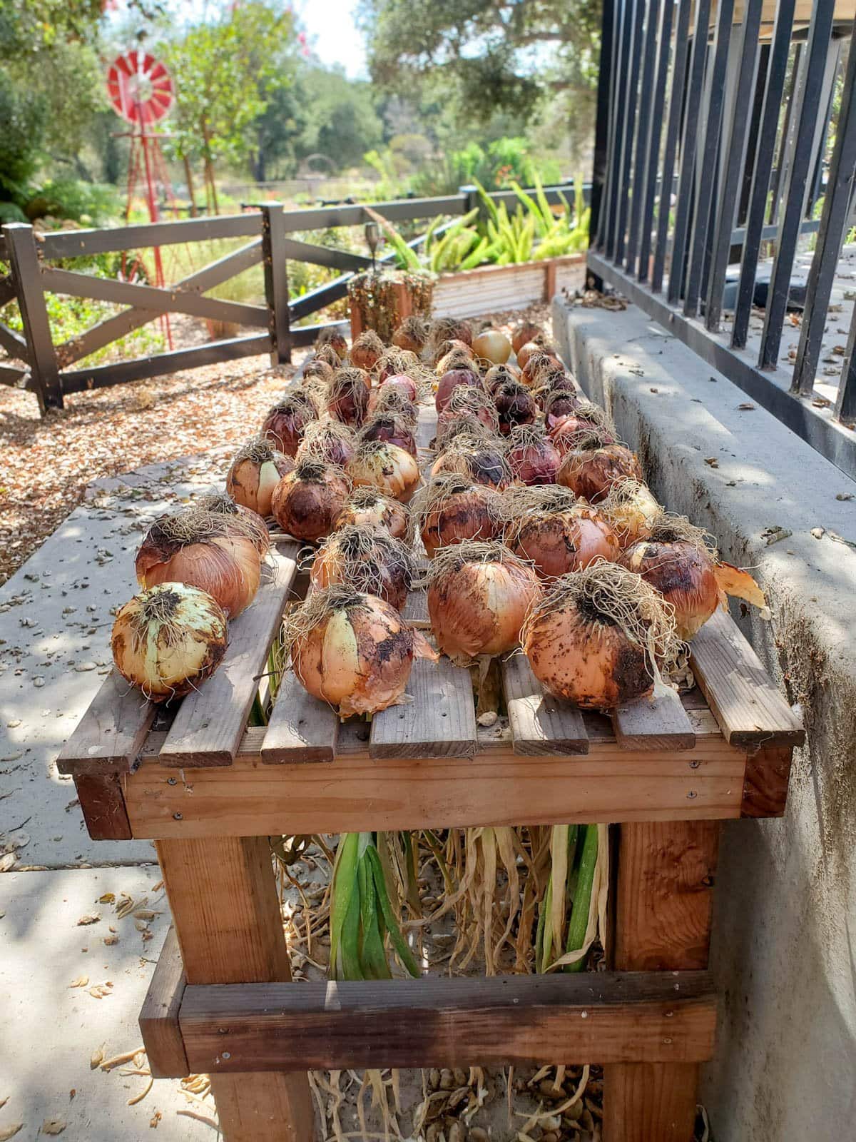 Many bulbs of onions are protruding from a slotted wooden bench or table. The onion leaves are hidden below the table as the onions are left to cure upside down, their fibrous roots and bulbs pointing upwards. Grow onions and cure them to maximize storage potential.