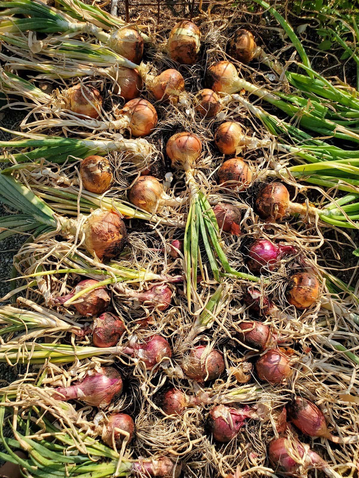 Freshly harvested varieties of alliums are laying on top of the soil to dry.