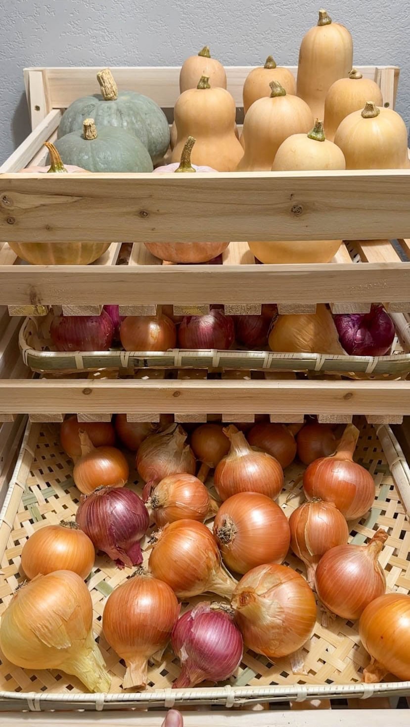 A tray is pulled out of a large harvest rack that is lined with a bamboo tray filled with many alliums being stored.