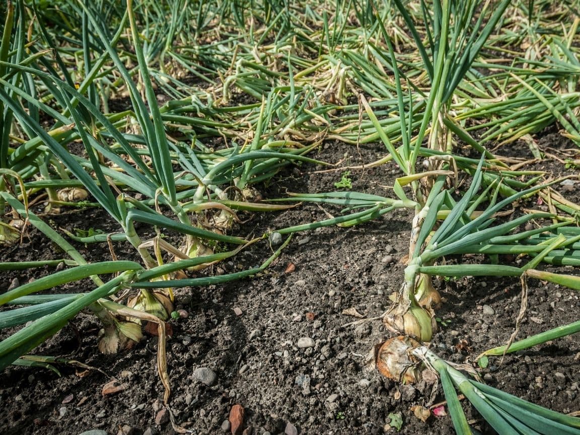 Rows of growing alliums whose top leaves have bent over or toppled over. They are ready to be harvested once they show signs of reaching full maturity with leaves that have bent over.