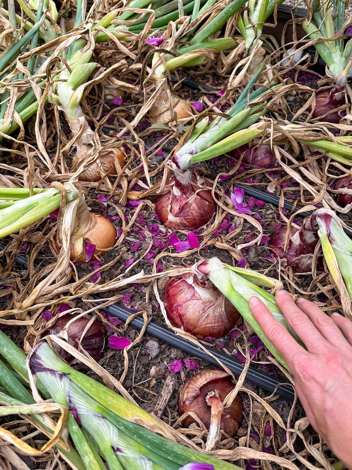 A raised bed full of growing alliums that have had their green tops bent over just above the bulb.
