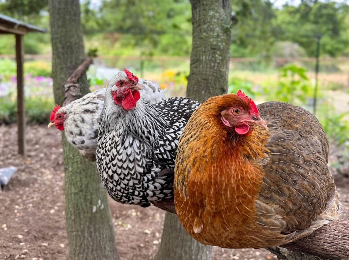 Three chickens roost on a large round dowel set between two trees.