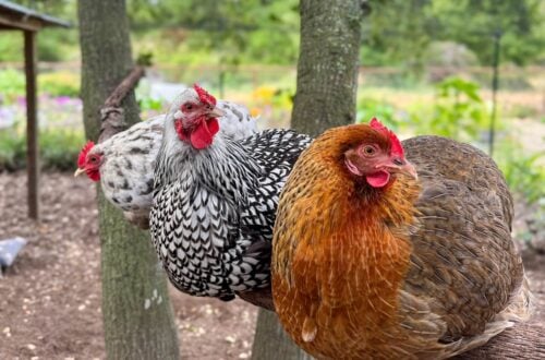 Three chickens roost on a large round dowel set between two trees.
