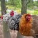 Three chickens roost on a large round dowel set between two trees.