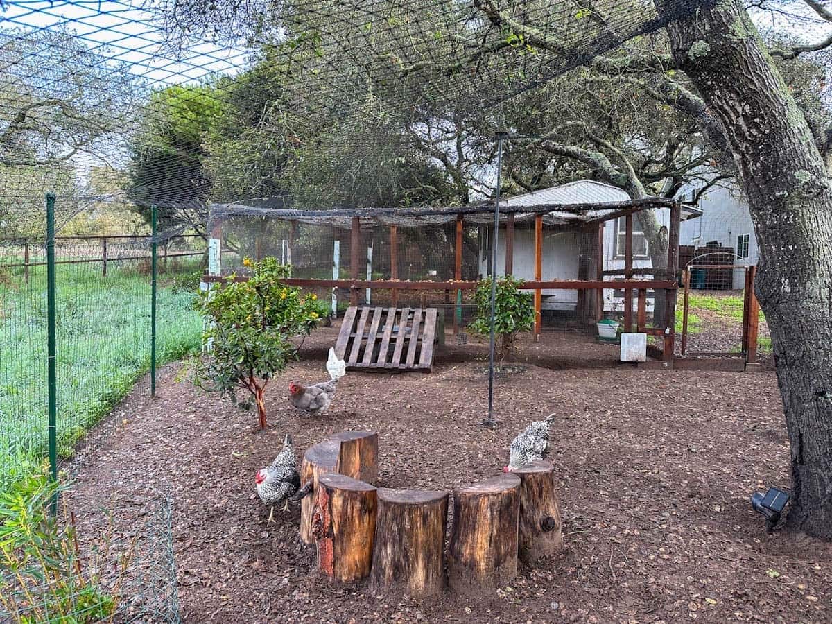 Chickens peck around their outdoor yard space. Poultry netting is stretched out overhead, protecting them from aerial predators. 