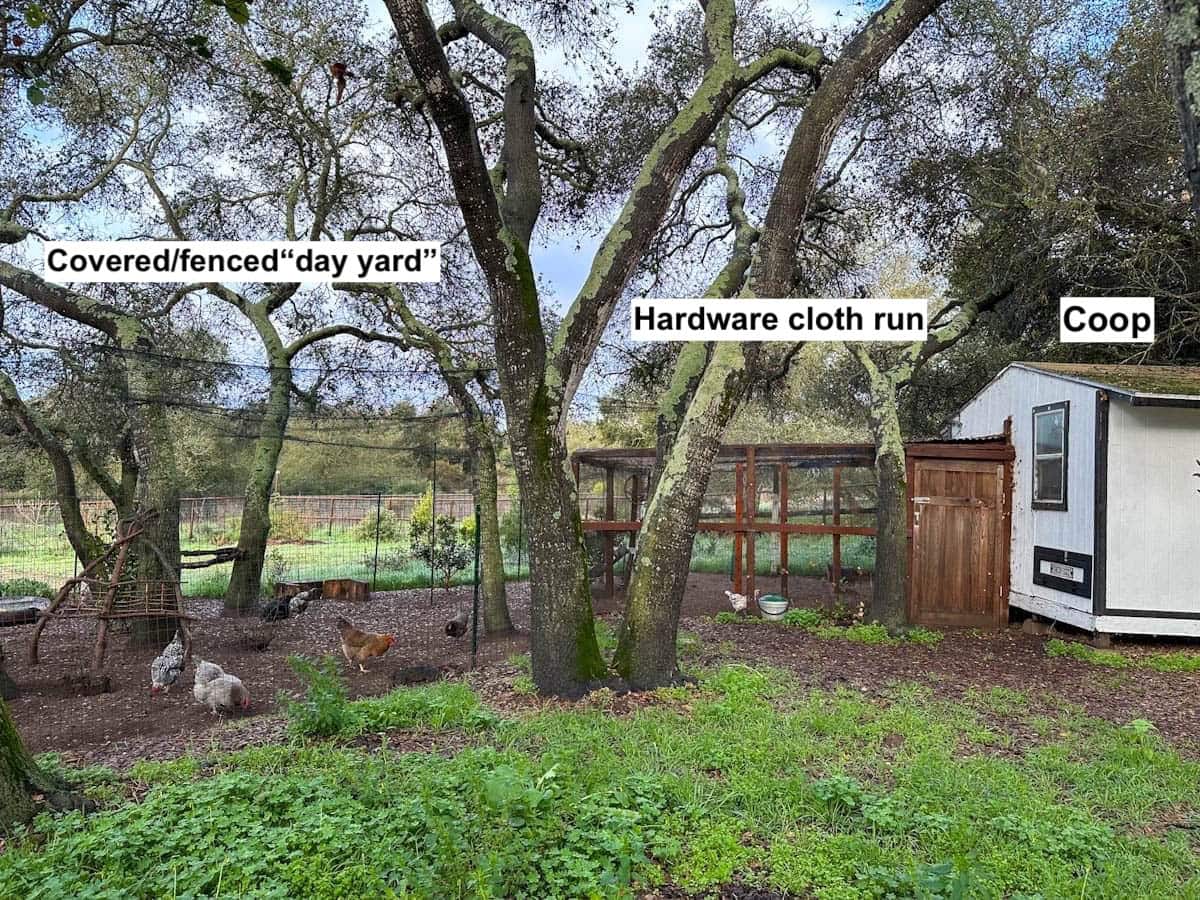 A chicken area which contains a protected day yard, a covered hardware cloth run, and a large coop all connected together. 