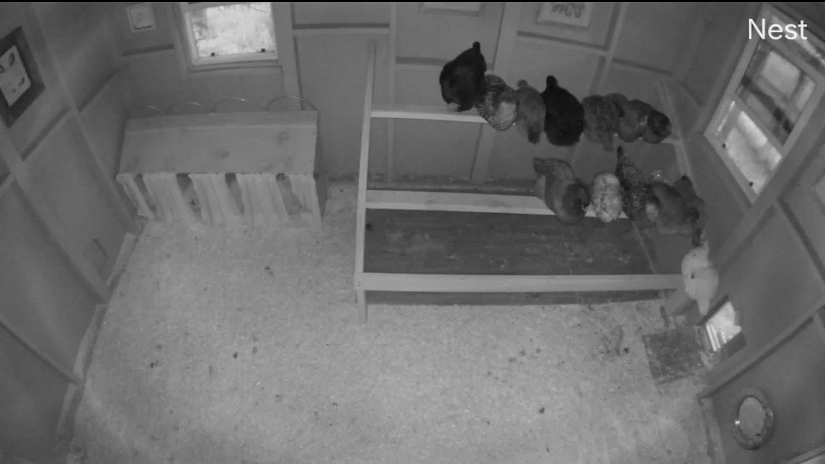Footage from a Nest camera of the inside of a chicken coop as they roost for the night. 