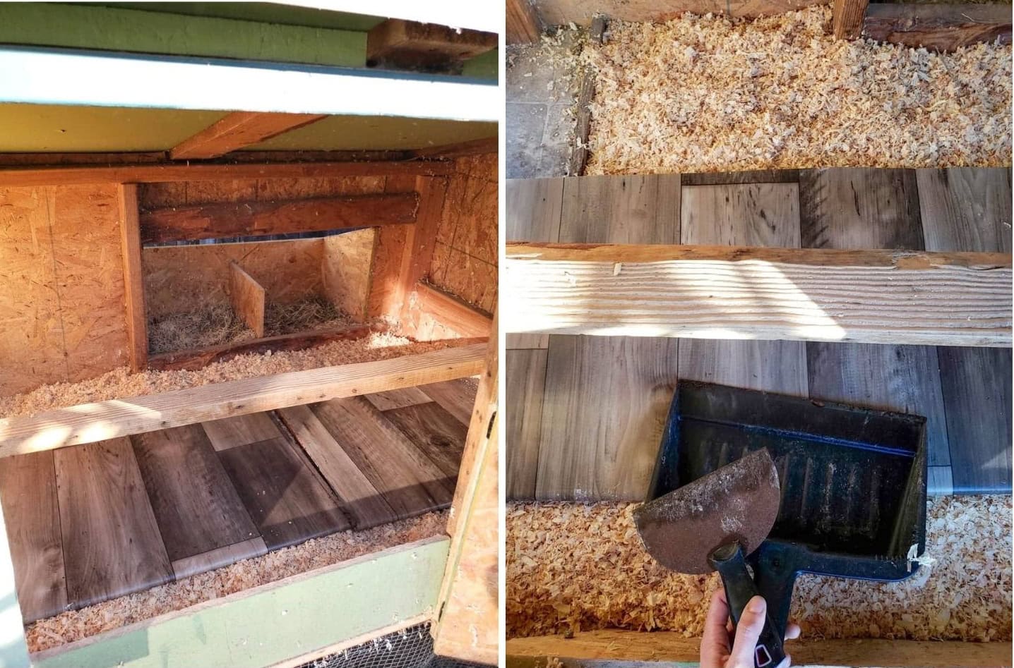 A two part image collage, the first image shows the inside of a small reach in coop with a poop board below the roost. The second image shows a paint scraper and a dustpan sitting next to the same poop board and roost. 