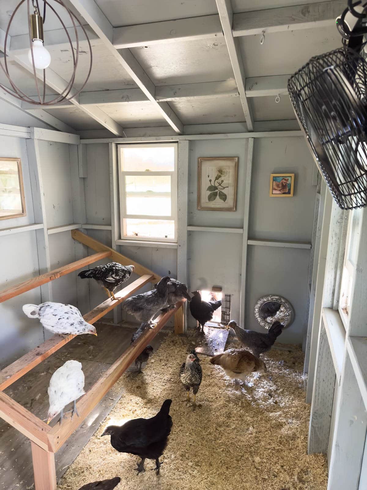 Many young pullets explore the inside of a chicken coop with newly built large roost. 