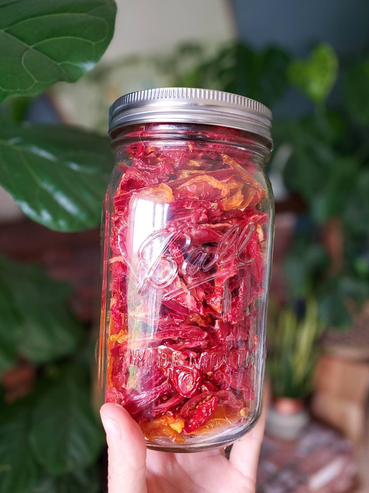 A hand holds a quart mason jar full of sun dried tomatoes in front with lush houseplants blurred in the background