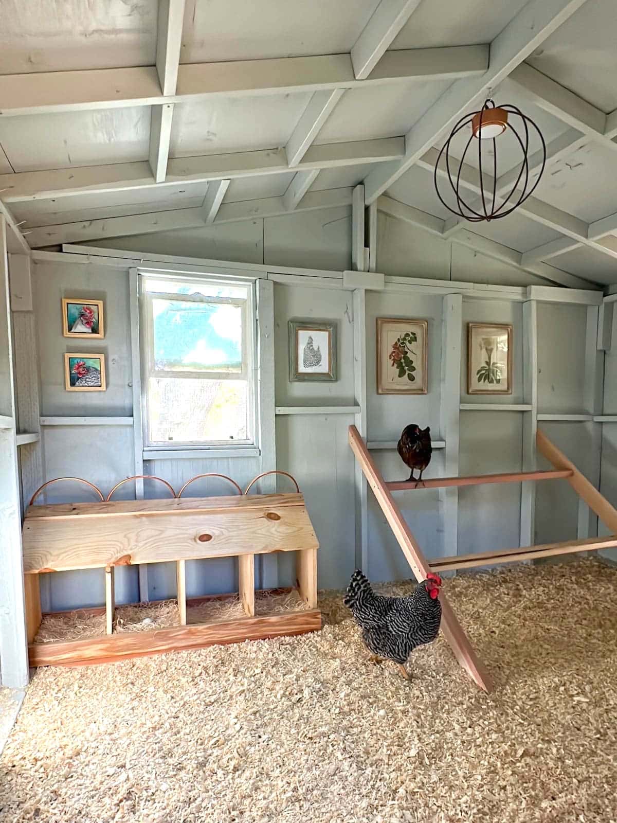 A large coop space has 4 nest boxes and a large roost. One chicken is checking out the top roost while another is on the ground amongst the shavings. 