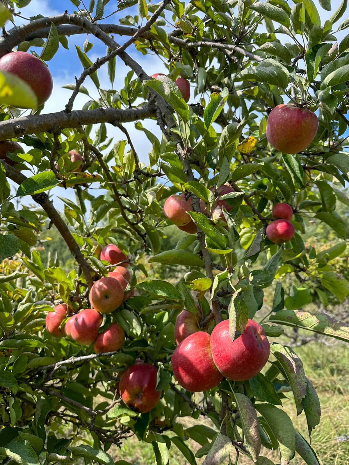 A tree has many ripe red fruit growing on its branches.