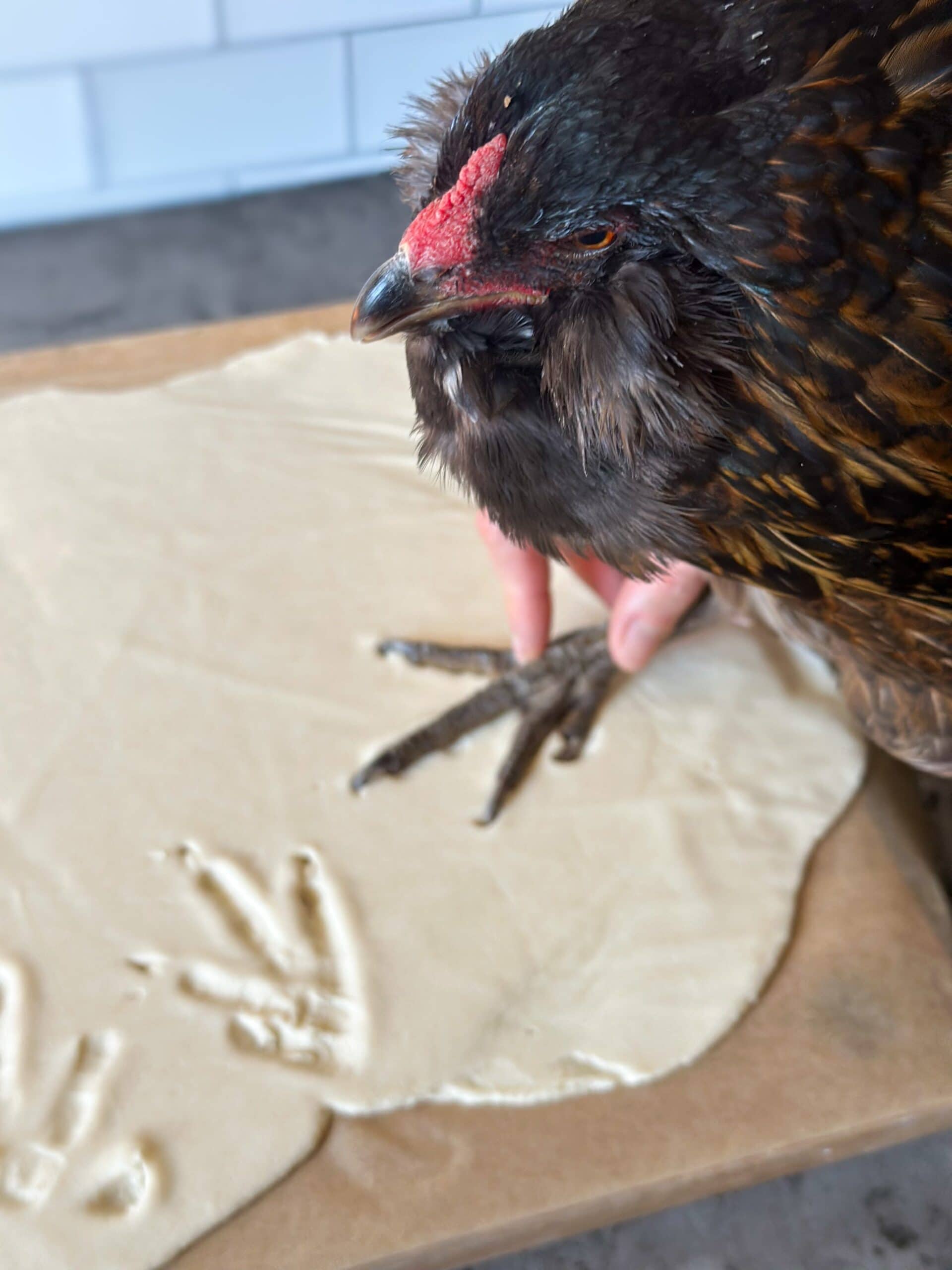 A brown chicken being held as her foot is being pressed into the rolled out salt dough.