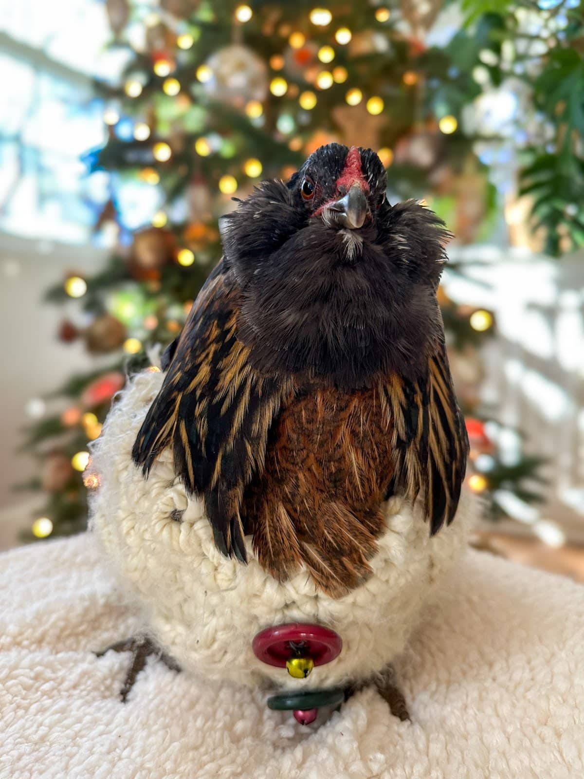 A chicken in a knit sweater is sitting on top of a white, pillowy surface in front of a fully lit and decorated holiday tree.