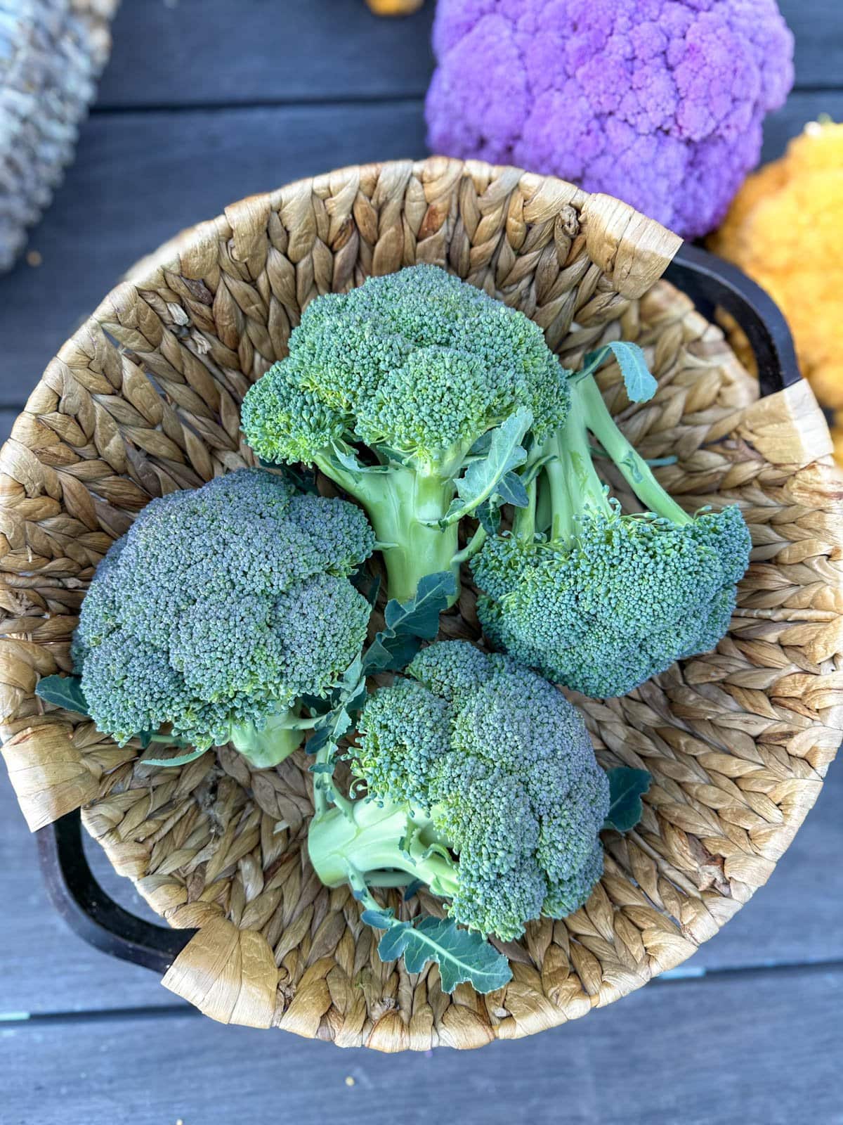 A wicker basket with freshly harvest broccoli crowns. A purple and orange cauliflower head are next to the basket. 