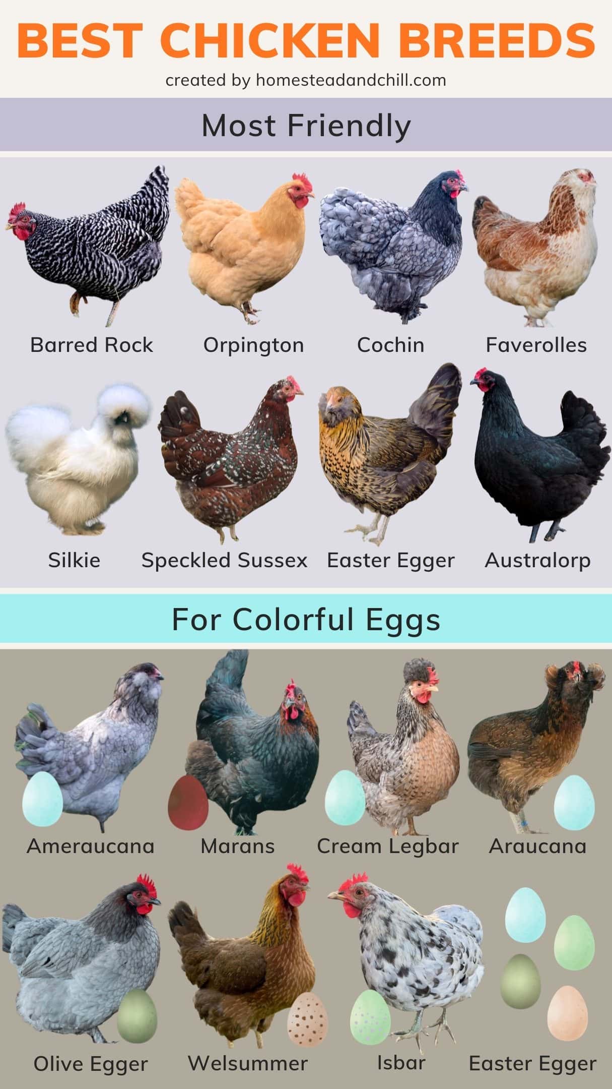 A graphic or chart containing images of the eight most friendly chicken breeds along with eight breeds that have the most colorful egg. 