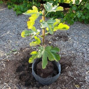 A young fruit tree is sitting inside a planting hole in the ground which is lined with a hardware cloth gopher basket.