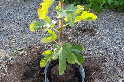 A young fruit tree is sitting inside a planting hole in the ground which is lined with a hardware cloth gopher basket.