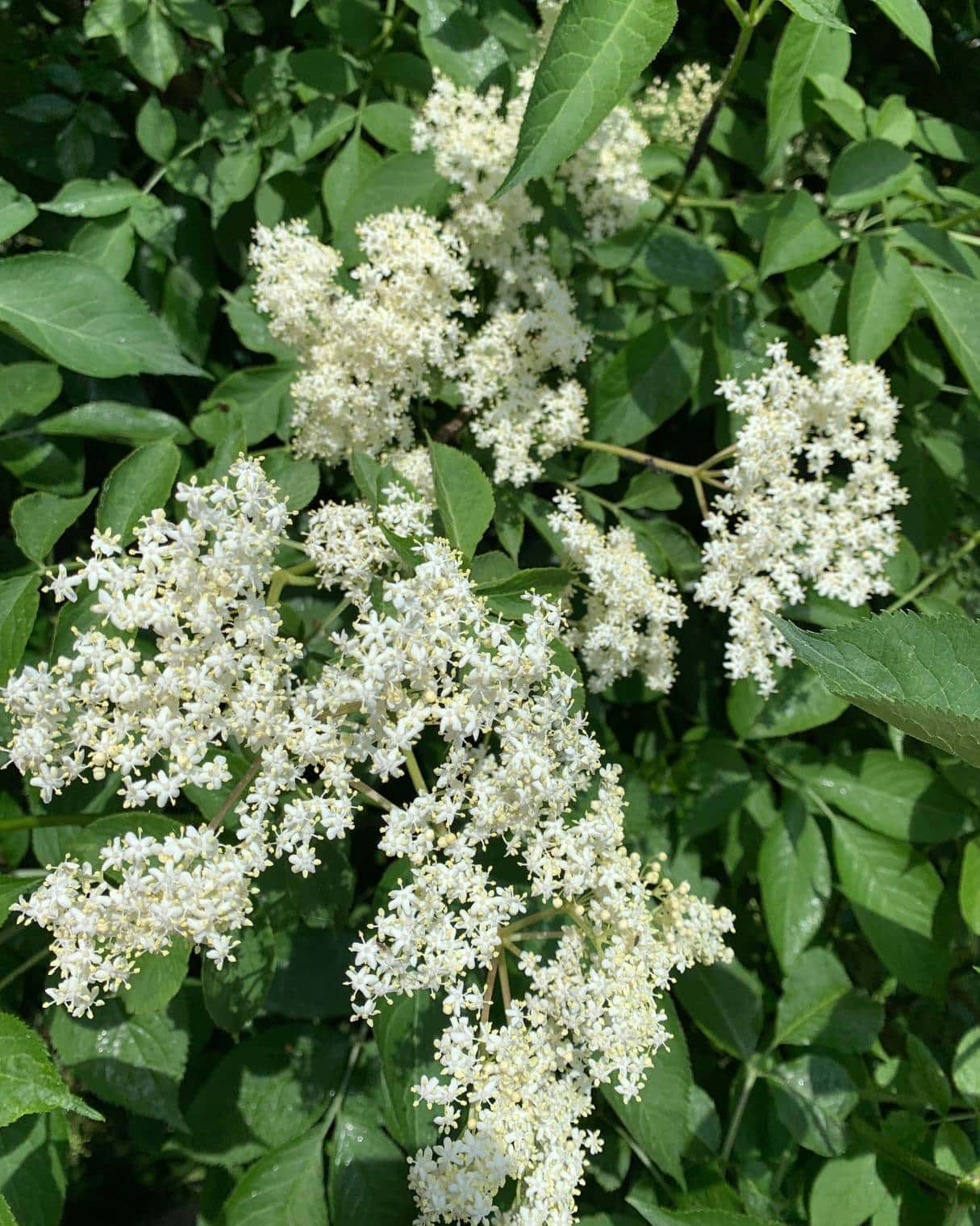 Bunches of elderflowers growing on an elderberry shrub. 