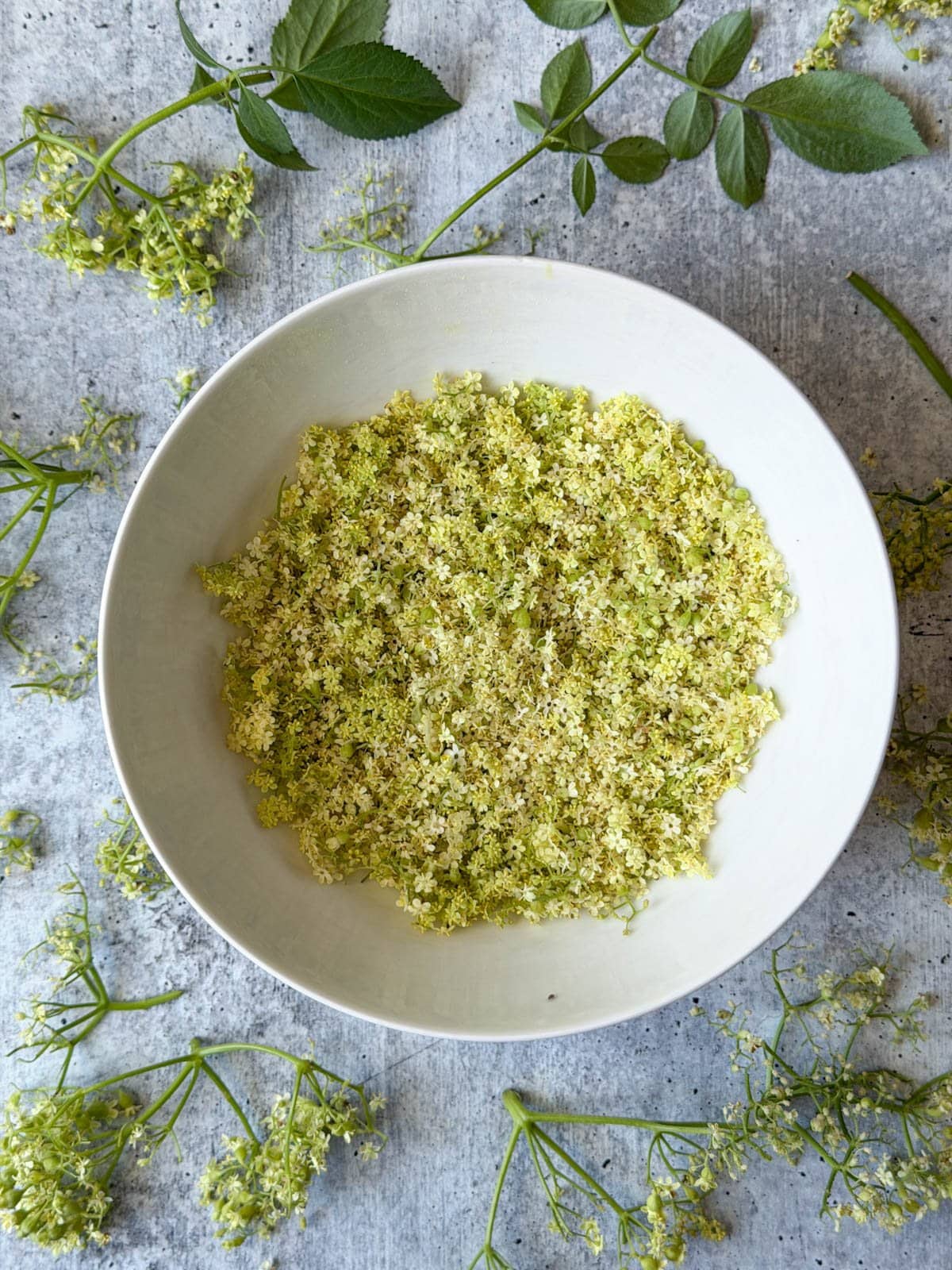 A white ceramic bowl full of freshly harvested elderflower blooms. 
