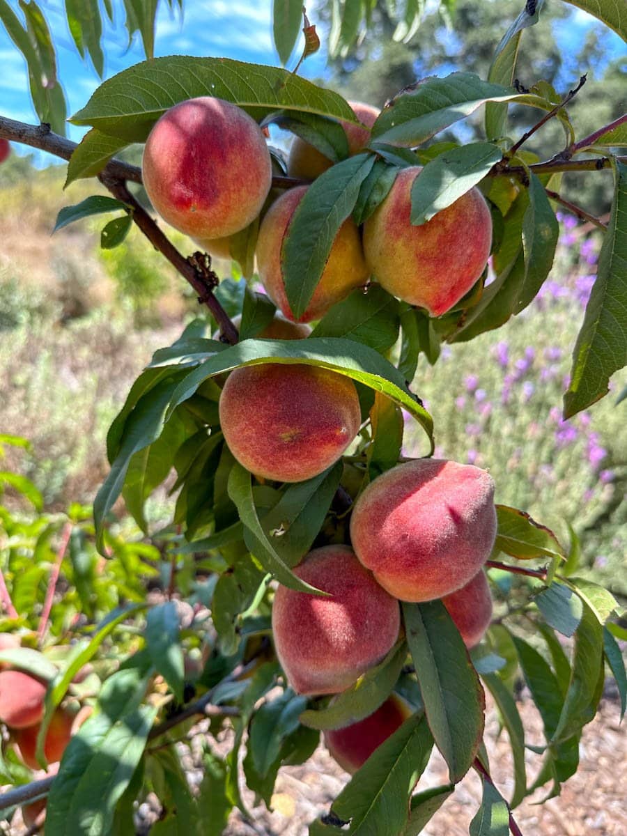 Fresh peaches growing on branches of a small fruit tree. 
