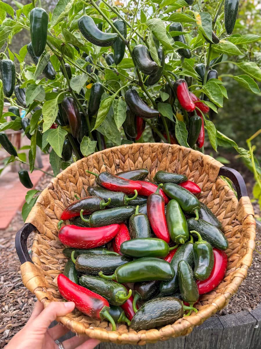 A wicker basket full of green chilis is held in front of a large plant with many more chilis growing on it.